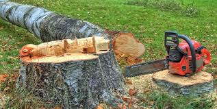 Best Fruit Tree Pruning  in Alva, FL