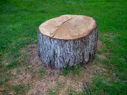 Best Hazardous Tree Removal  in Alva, FL
