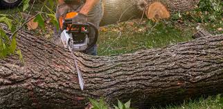 Best Organic Lawn Care Solutions  in Alva, FL