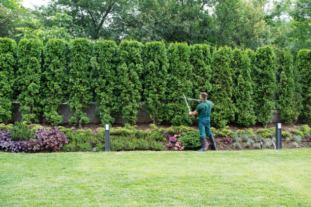 Best Tree Trimming and Pruning  in Alva, FL
