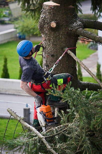 Leaf Removal in Alva, FL