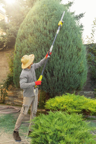 Best Arborist Consultation Services  in Alva, FL